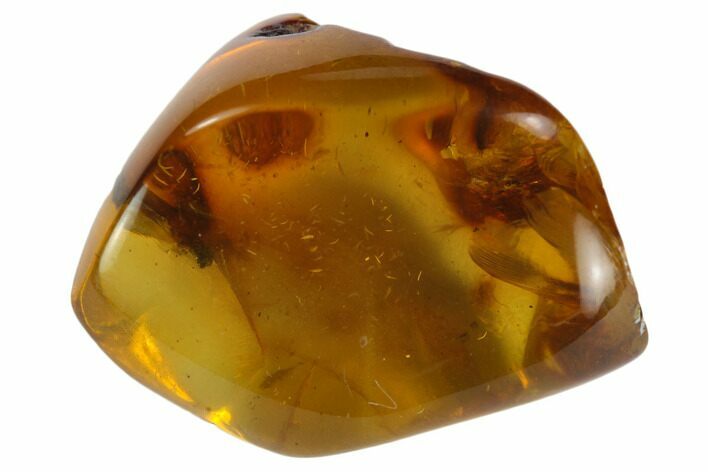 Polished Chiapas Amber ( g) - Mexico #114824